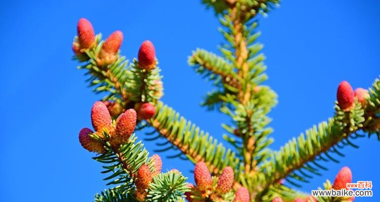 了解云杉的象征意义和如何成功养殖它 云杉寓意与养殖技巧