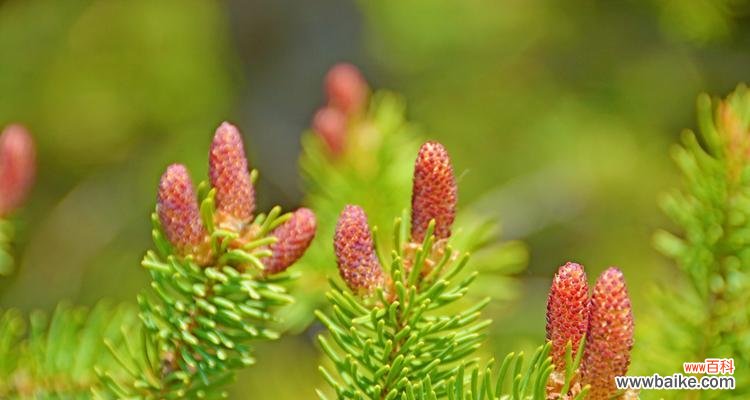 了解云杉的象征意义和如何成功养殖它 云杉寓意与养殖技巧
