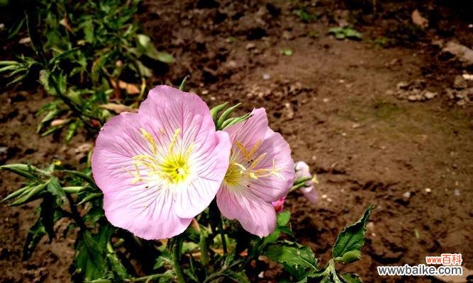月见草花语传递的秘密及其应用领域 月见草花语——坚韧不拔的力量