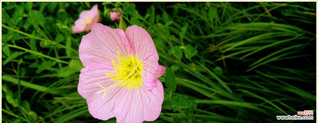 探秘月见草的传说与花语之谜 传说中的月见草之花语