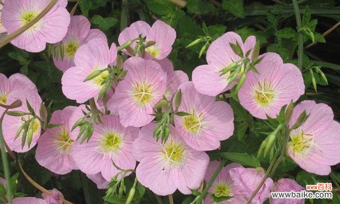 探秘月见草的传说与花语之谜 传说中的月见草之花语