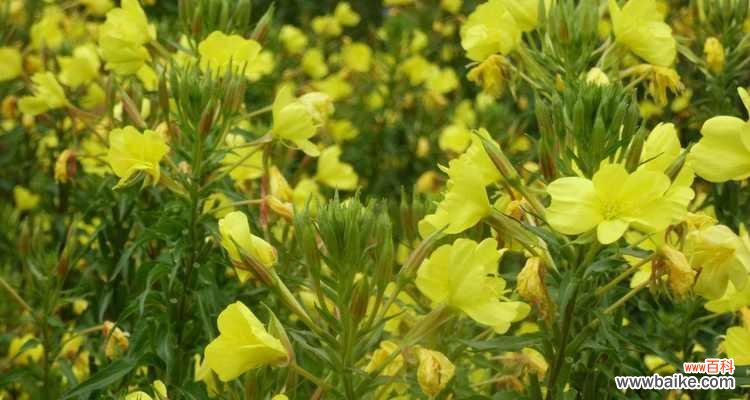 传承的神秘力量与美丽之花 月见草的花语和传说之珍贵价值