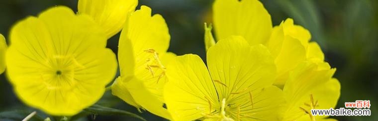 传承的神秘力量与美丽之花 月见草的花语和传说之珍贵价值