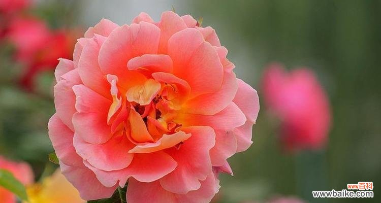 探寻月季花的花语与象征 月季花语与寓意