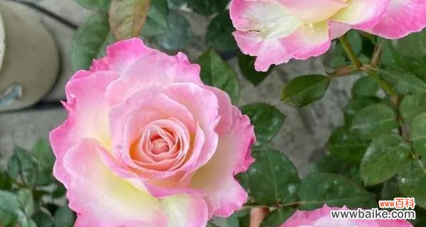 探寻月季花的花语与象征 月季花语与寓意