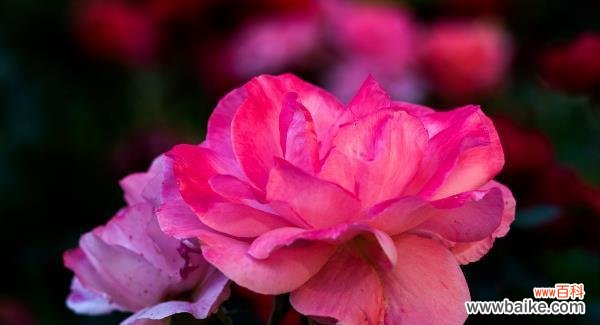 探寻月季花的花语与象征 月季花语与寓意