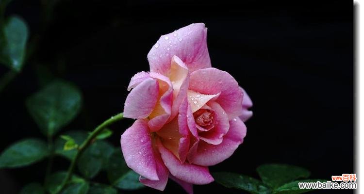 探秘月季花语的深意与文化内涵 月季花语