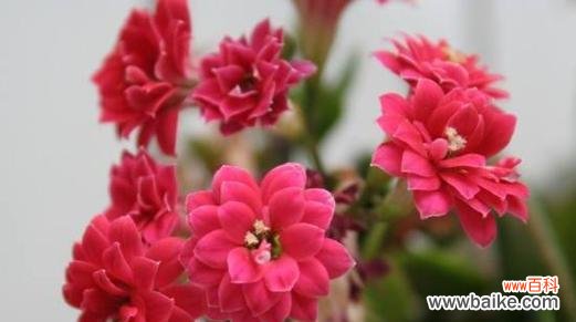 揭开长寿花背后的神秘花语 长寿花的花语与意义