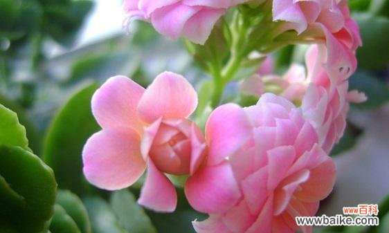 揭开长寿花背后的神秘花语 长寿花的花语与意义