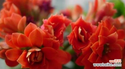 揭开长寿花背后的神秘花语 长寿花的花语与意义