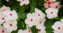 一朵盛开的生命之花 长春花的美与寓意