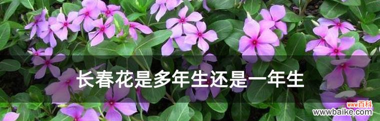 探寻长春花背后的深意 长春花的花语与象征意义