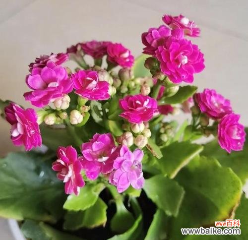 长寿花的花语和传统文化背景探究 长寿花花语