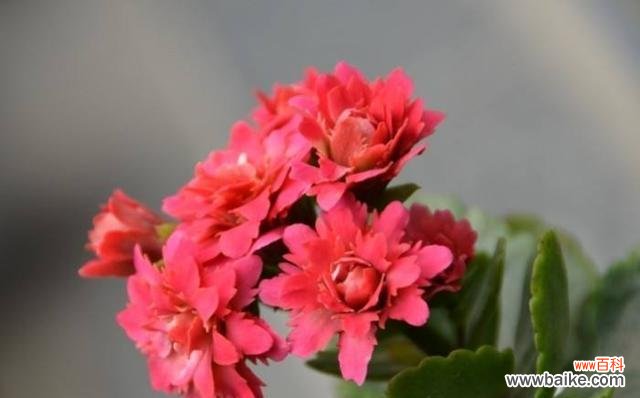 了解长寿花切花的意义与关键养护方法 长寿花切花的养护技巧