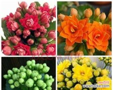 揭示长寿花的象征与传承 长寿花的寓意与意义