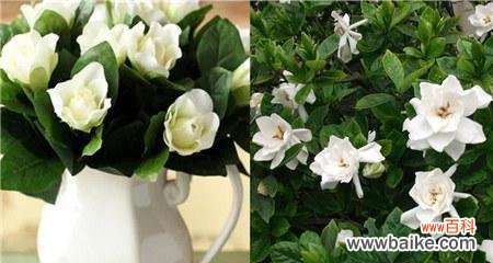 一朵芳香婉约的花朵蕴含无限意蕴 栀子花的寓意与象征意义