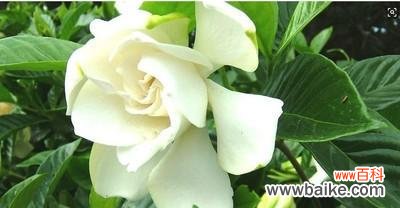 一朵芳香婉约的花朵蕴含无限意蕴 栀子花的寓意与象征意义