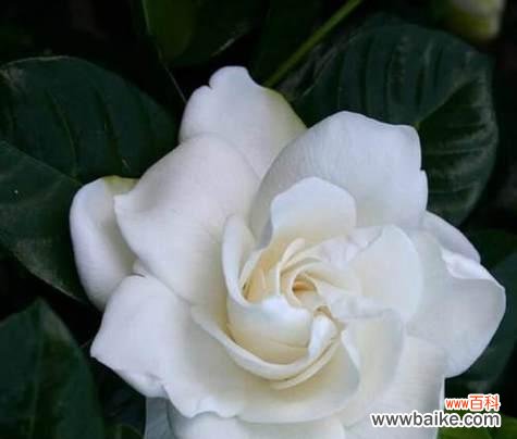 探索栀子花的深意与象征 栀子花的花语传递的情感与寓意