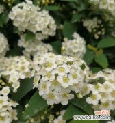 用花语赋予生活更多美好 珍珠绣线菊花语之美