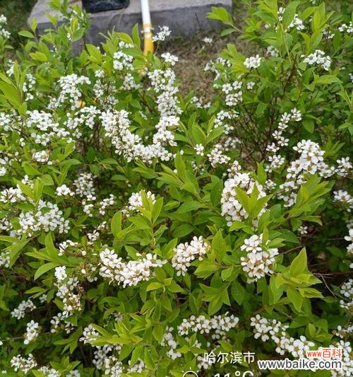 用花语赋予生活更多美好 珍珠绣线菊花语之美