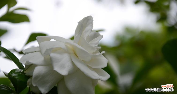 以栀子花为主题的礼物选择指南 栀子花的寓意