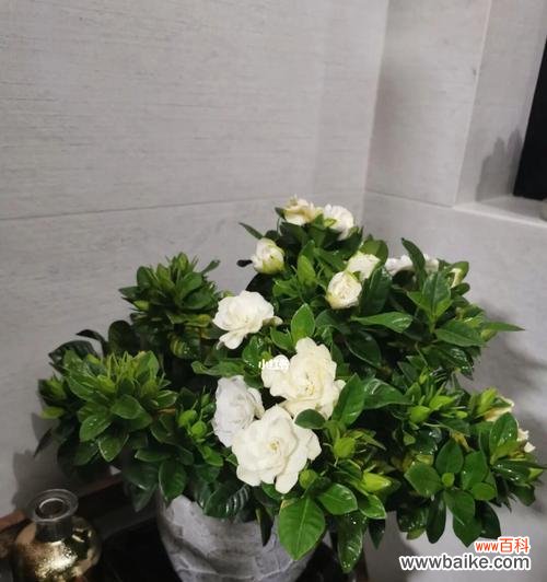 以栀子花为主题的礼物选择指南 栀子花的寓意