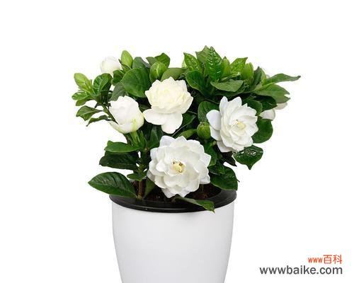 以栀子花为主题的礼物选择指南 栀子花的寓意