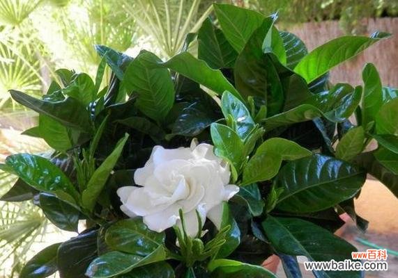 栀子花的美丽 栀子花的寓意与象征意义