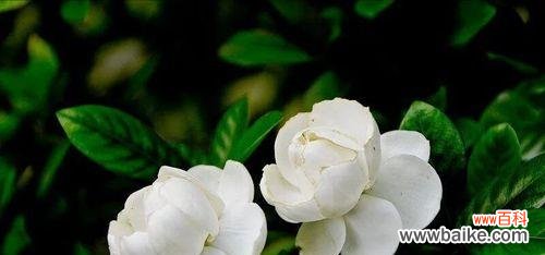 栀子花的美丽与深远内涵 栀子花的花语及寓意解读