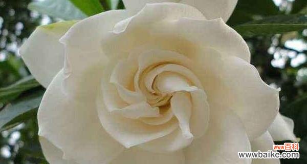 栀子花的美丽与深远内涵 栀子花的花语及寓意解读