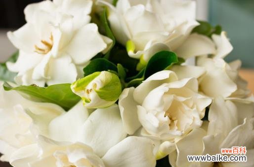 探秘栀子花的花语及其象征意义 栀子花花语