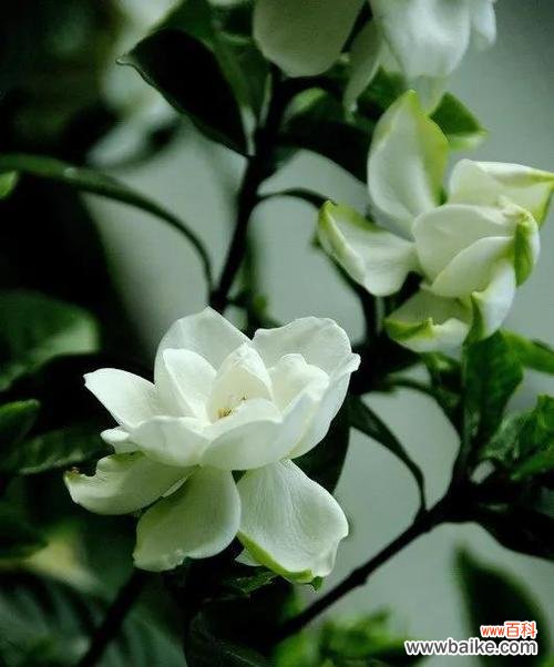 探秘栀子花的花语及其象征意义 栀子花花语