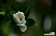 追寻栀子花的浪漫和神奇 栀子花的花语与传说