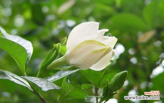 美丽的栀子花 栀子花的花语与寓意