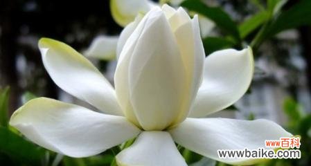 美丽的栀子花 栀子花的花语与寓意