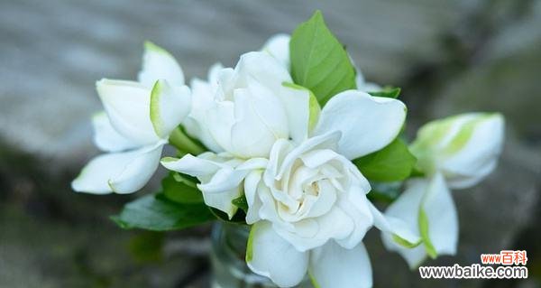 美丽的栀子花 栀子花的花语与寓意