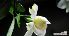 探索栀子花的真正花语 栀子花的花语及其象征意义