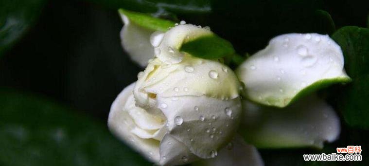 探索栀子花花语的奥秘与意义 栀子花的花语与象征