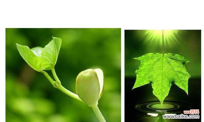 植物呼吸是生态系统的支持者 植物呼吸作用的重要性