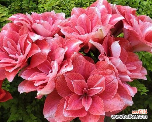 探寻朱顶红的花语及寓意 朱顶红花语与寓意——红色的热情与温暖