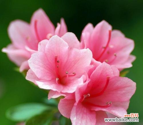 传承千年的文化之花- 中国十大名花的象征意义