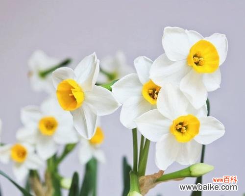 传承千年的文化之花- 中国十大名花的象征意义