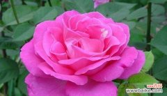 传承千年的文化之花- 中国十大名花的象征意义