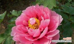 美丽华贵的花王 牡丹——中国国花的象征意义