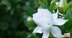 探索栀子花语的含义与魅力 栀子花语——传递浪漫与美丽的信息