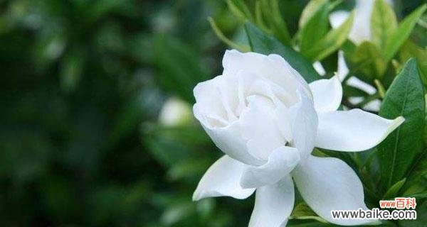 探索栀子花语的含义与魅力 栀子花语——传递浪漫与美丽的信息