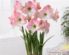 追寻朱顶红花语的神秘意义 朱顶红的花语与美丽红颜