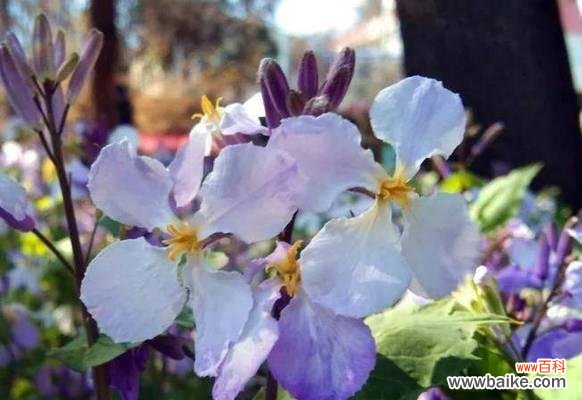 揭开诸葛菜花语的象征与内涵 探寻诸葛菜的花语之谜