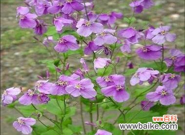 揭开诸葛菜花语的象征与内涵 探寻诸葛菜的花语之谜