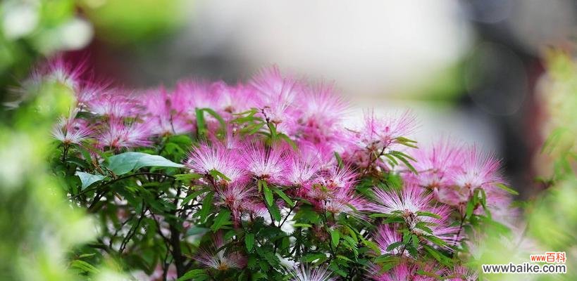 传达美丽与希望的精神花——朱樱花 朱樱花的花语与寓意